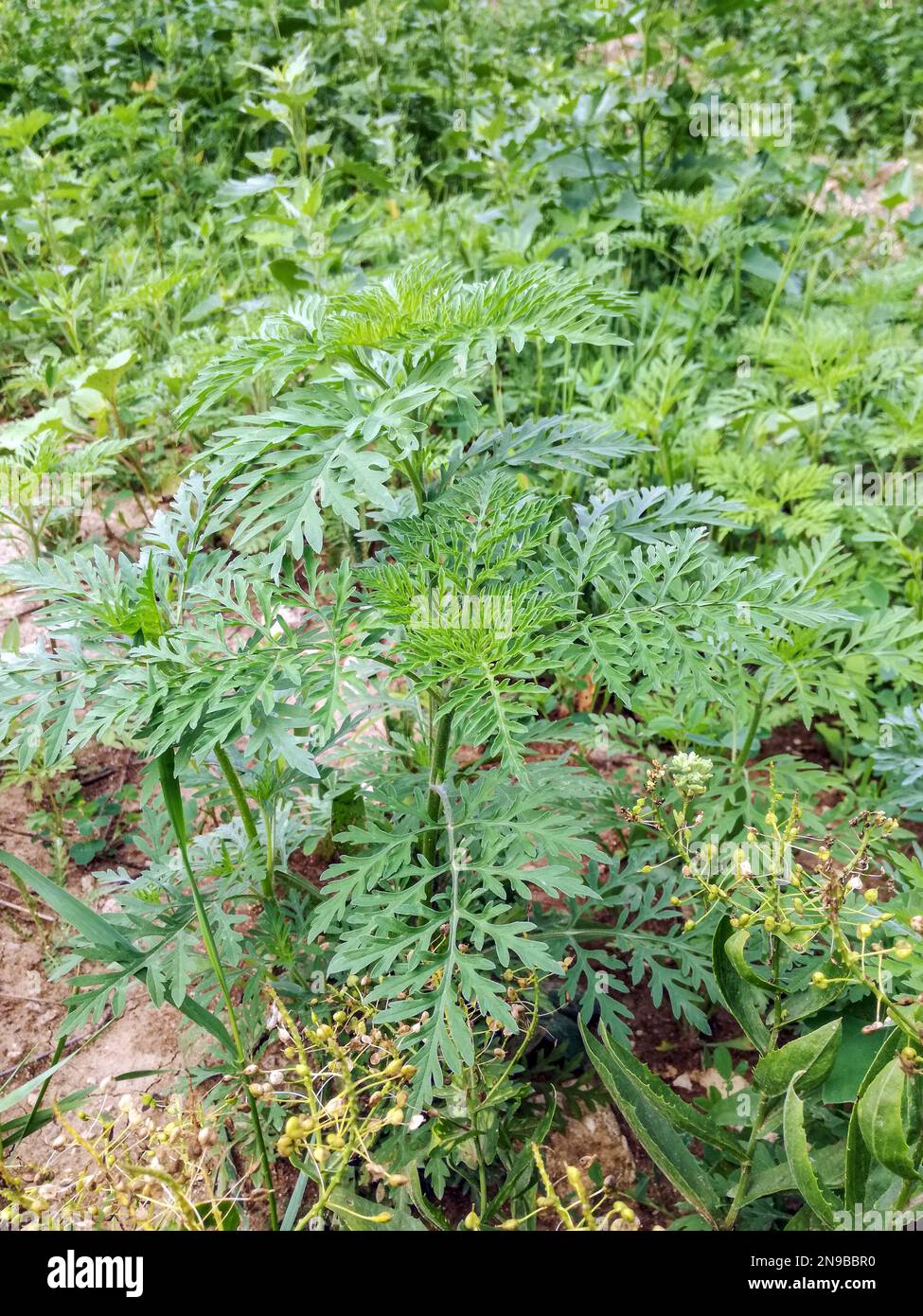 American common ragweed. Young bushes have not yet bloomed ambrosia