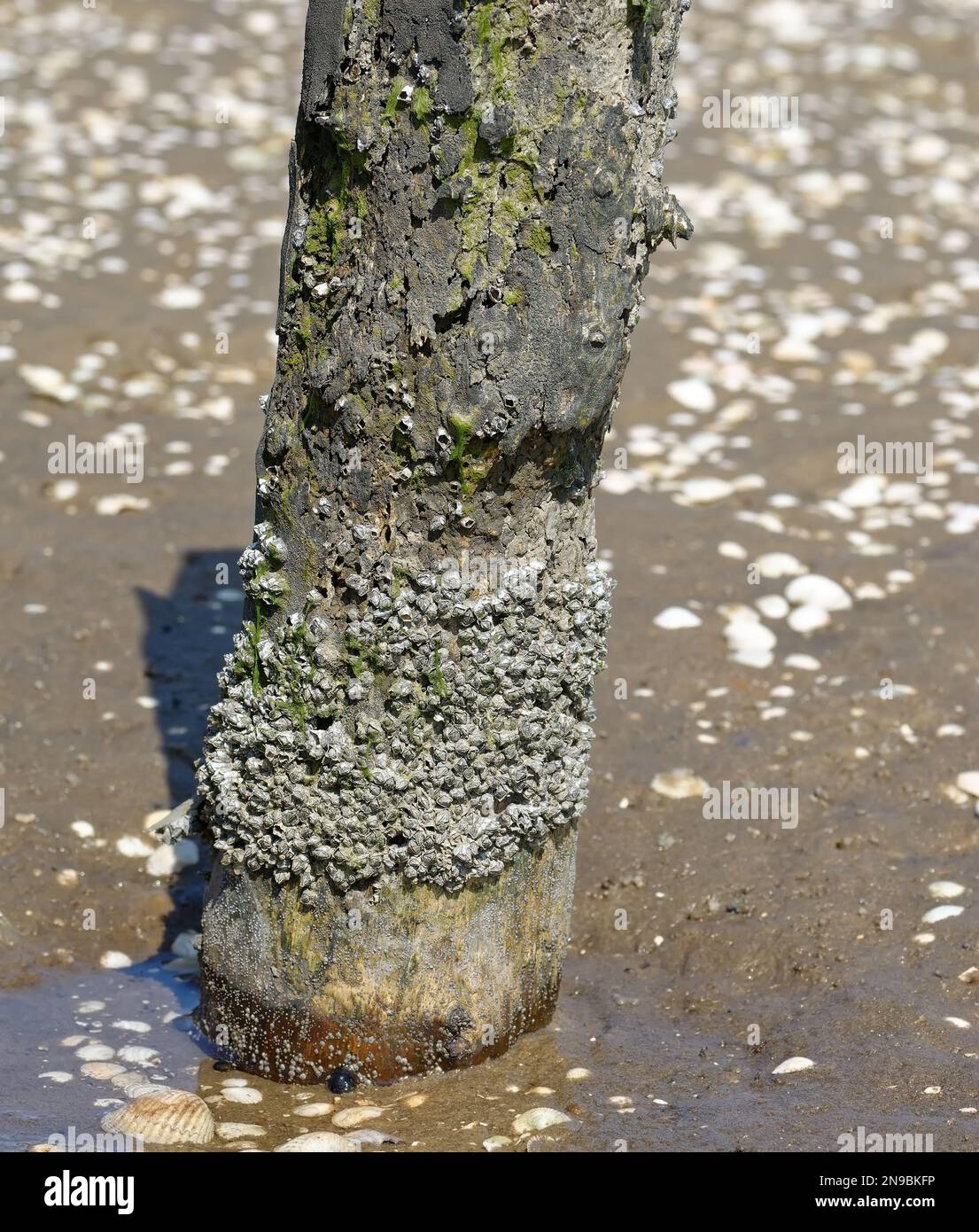 acorn barnacles (Semibalanus balanoides) at wooden groyne,North Se,Germany Stock Photo