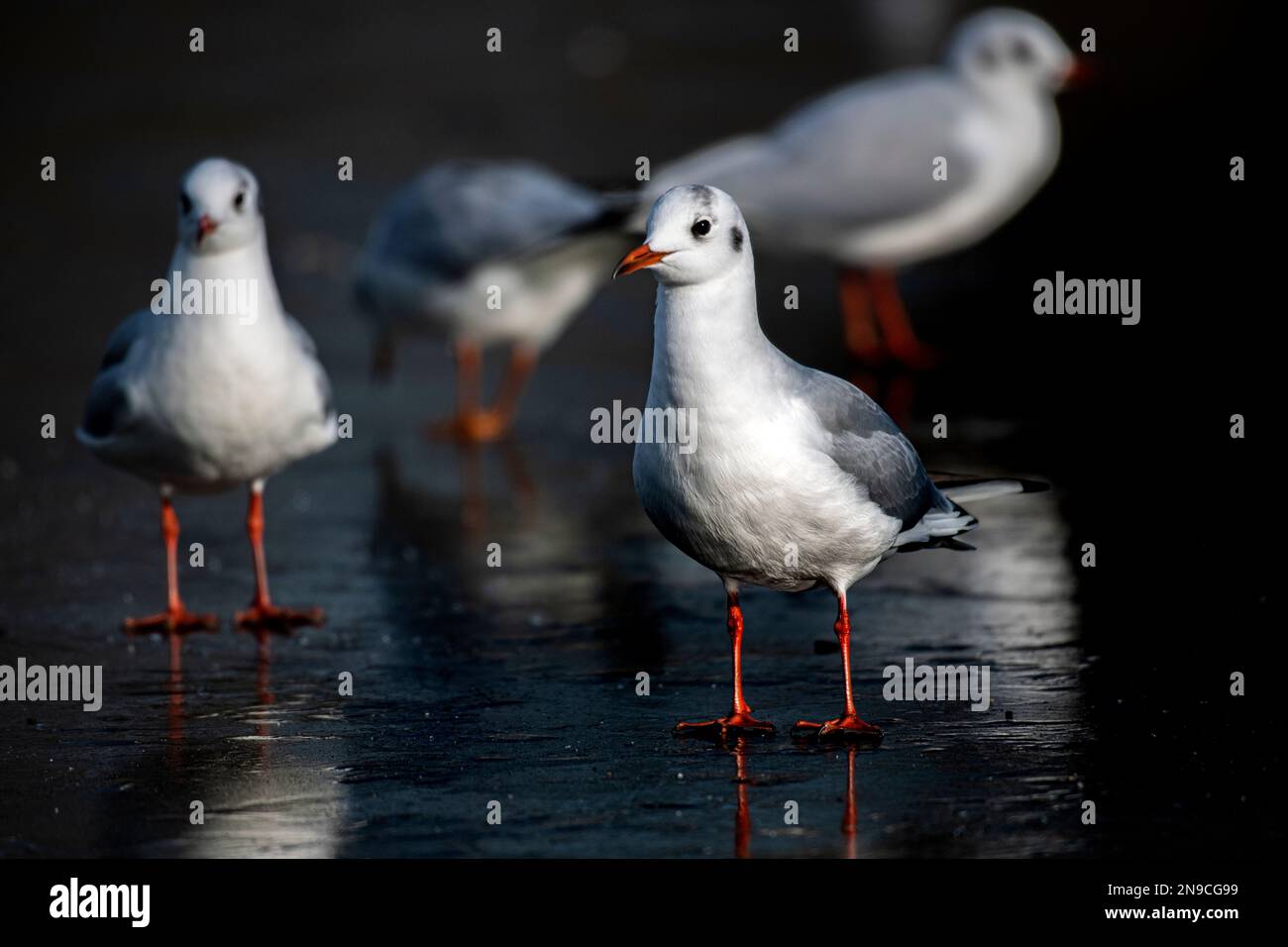 Seagulls on an icy pond in a London park Stock Photo