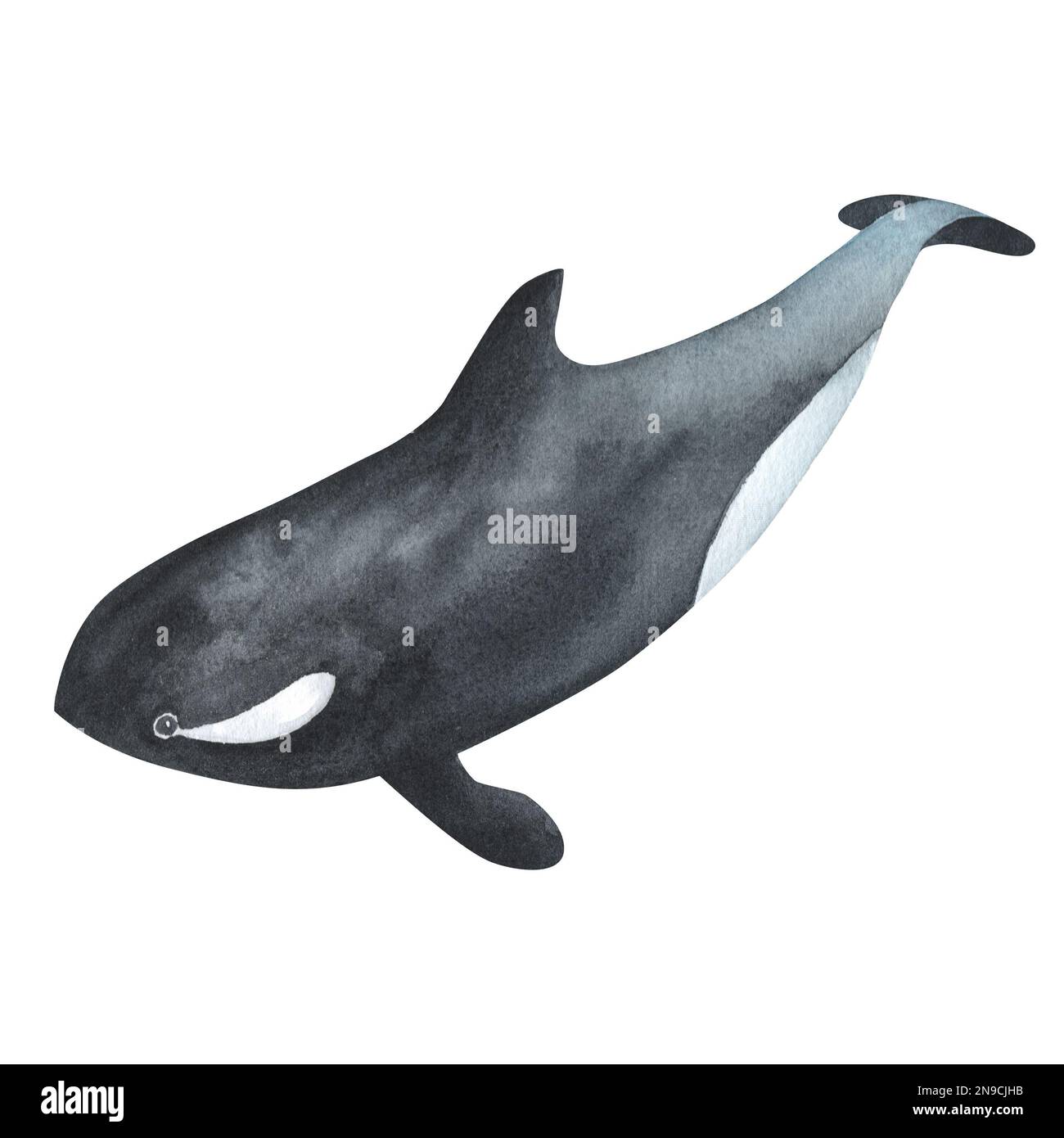 Watercolor killer whale isolated on white background. Hand-painted ...