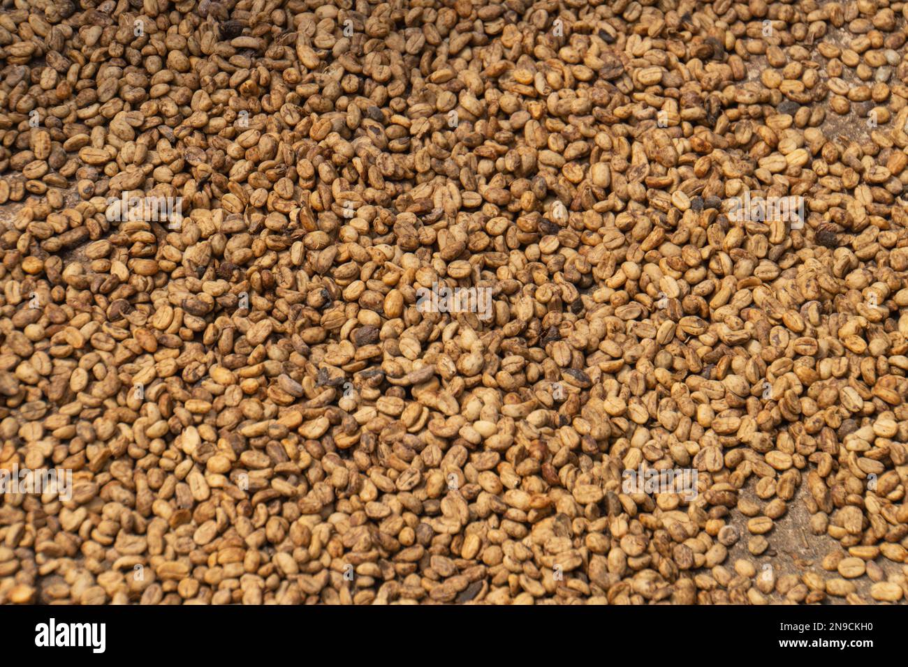 coffee beans drying in the sun before being roasted Stock Photo