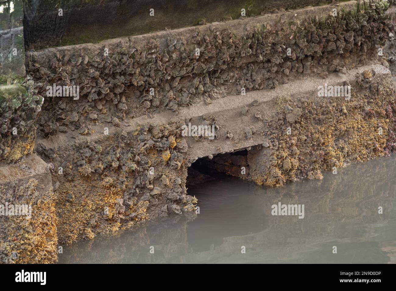 Low tide in Venice Stock Photo Alamy
