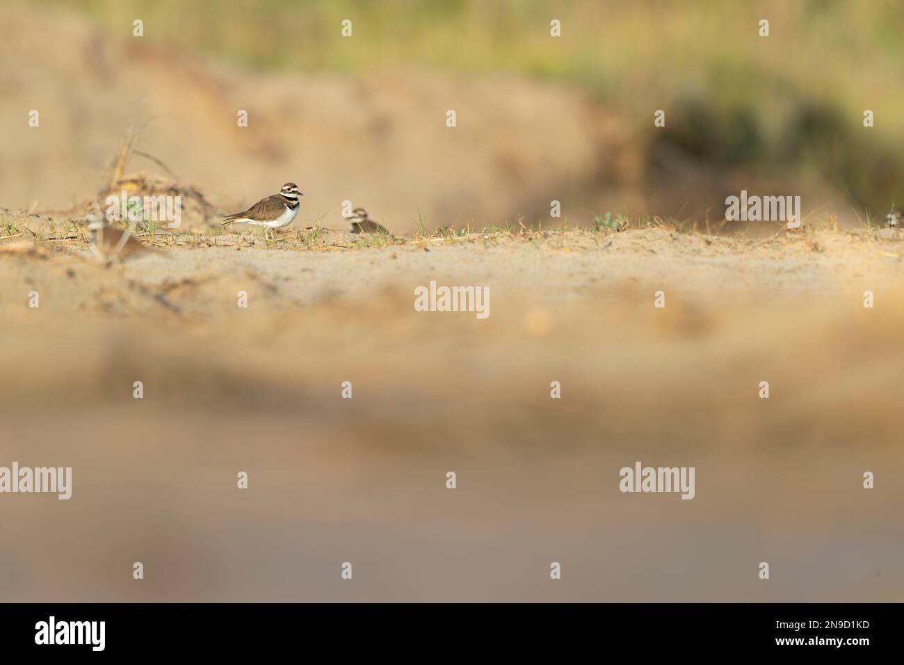 killdeer (Charadrius vociferus) plover foraging in the dunes of Texas ...