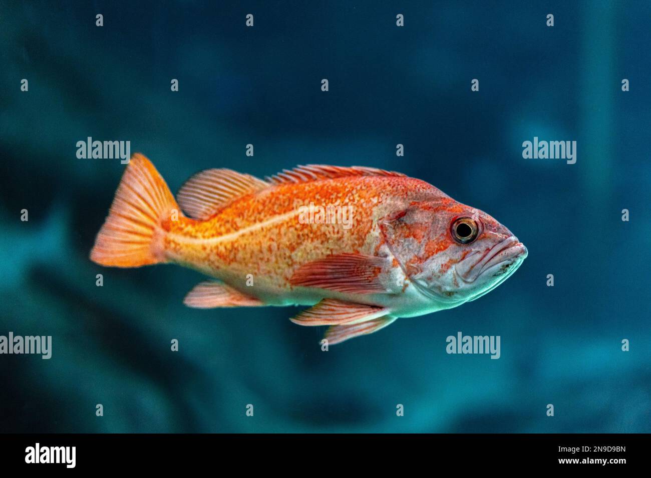 A closeup of an orange sea bass (Sebastes pinniger) under the sea Stock Photo