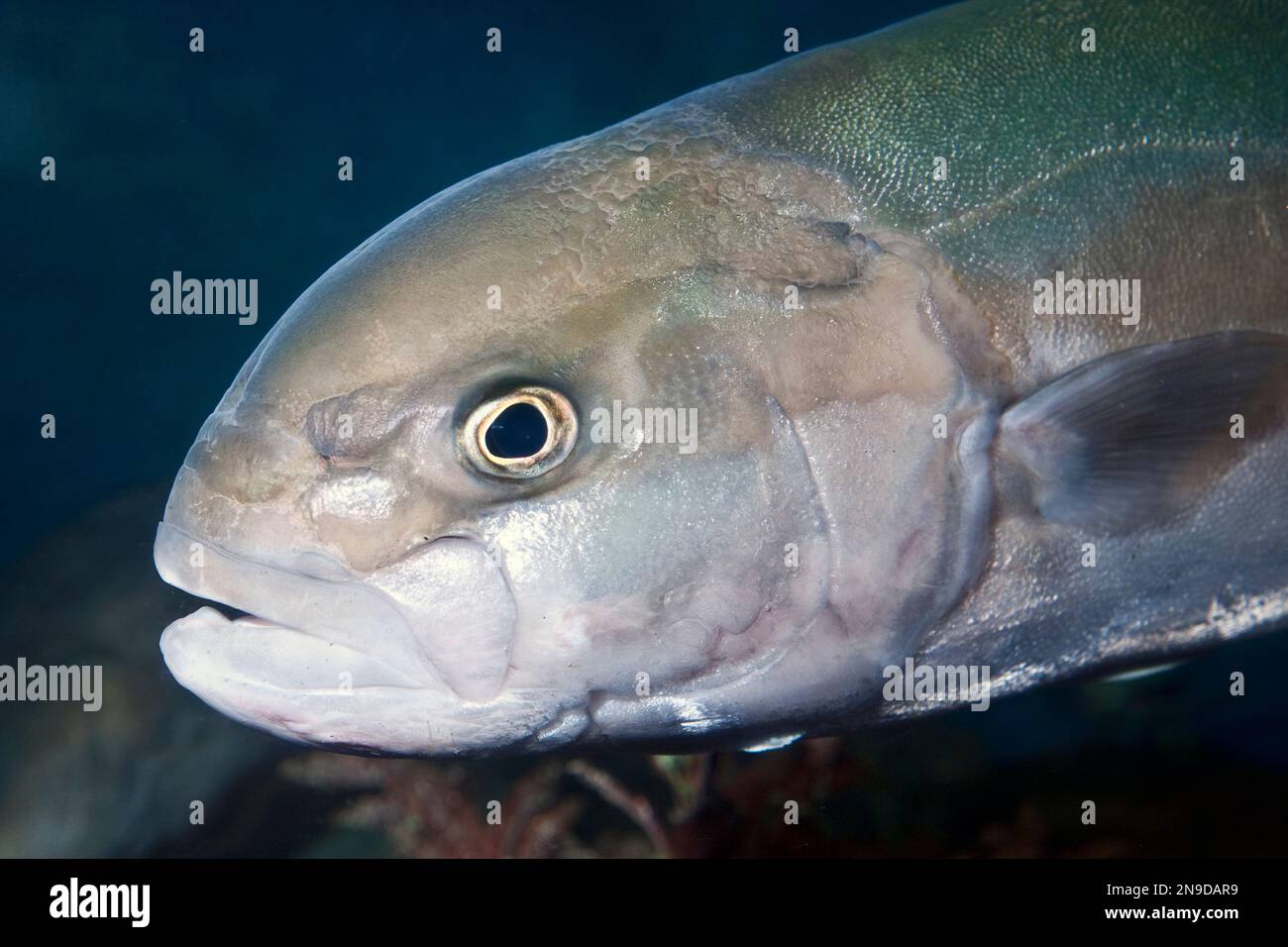Bluefish, Pomatomus saltatrix Stock Photo