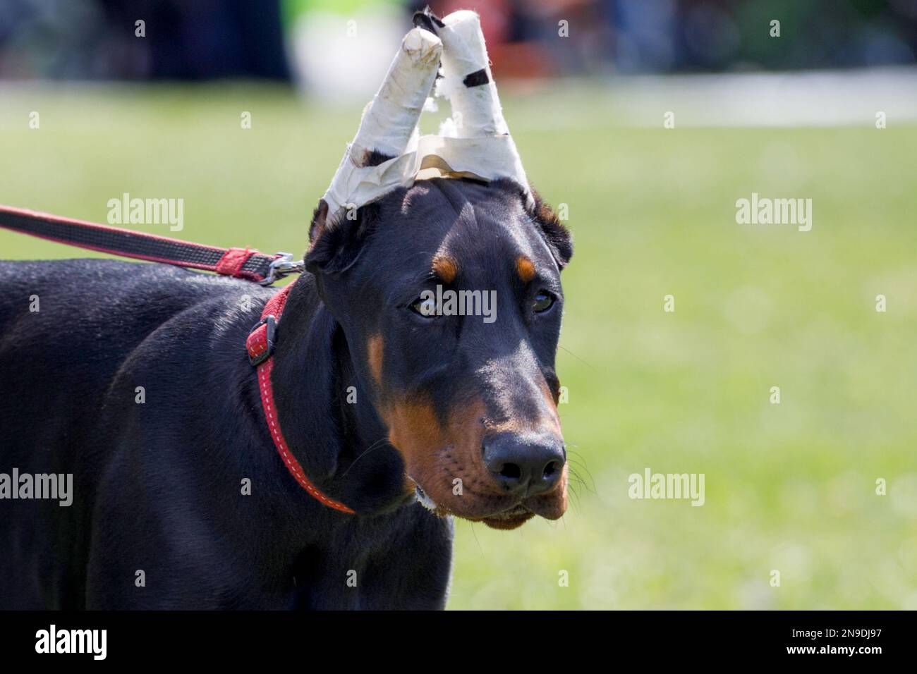 Doberman dog with wrapped ears. ear cupping in animals Stock Photo Alamy