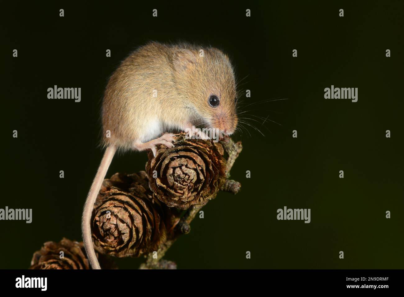 juvenile harvest mice micromys minutes sorcinus Stock Photo