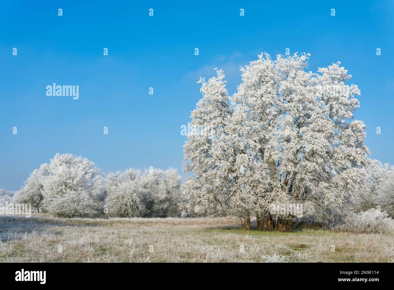 Landscape panorama with hawthorn and maple trees in a public park near