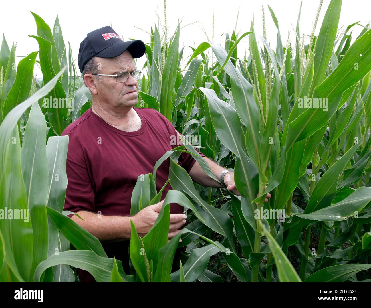 Merrill Kelsay checks some of his corn crop on his farm in Whiteland