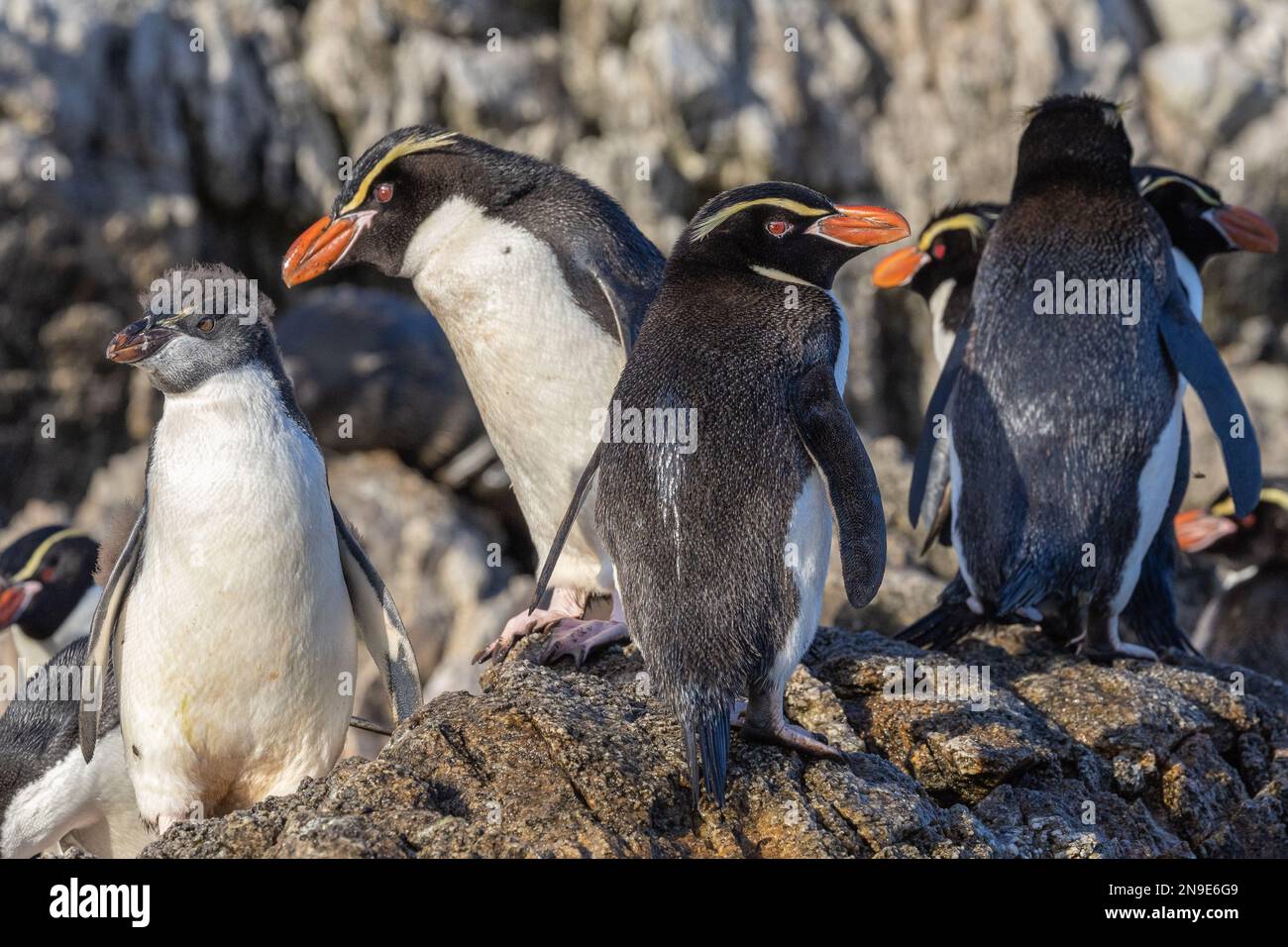 Snares Penguins on Rocky Shore, Snares Island, New Zealand Stock Photo