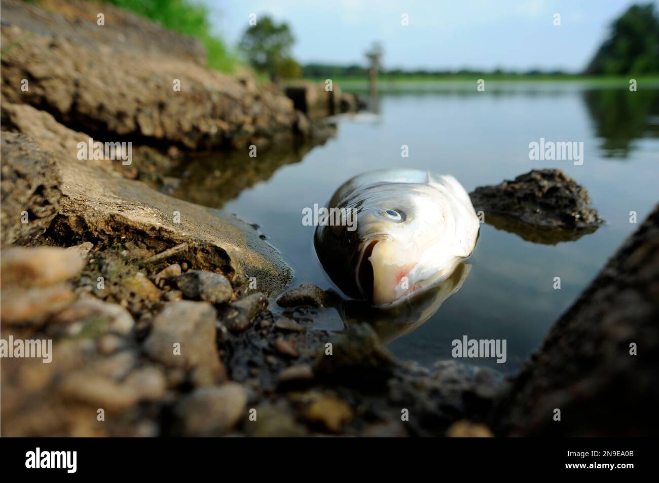 A dead fish lies in Mitchell Lake in the Ballard Wildlife Management