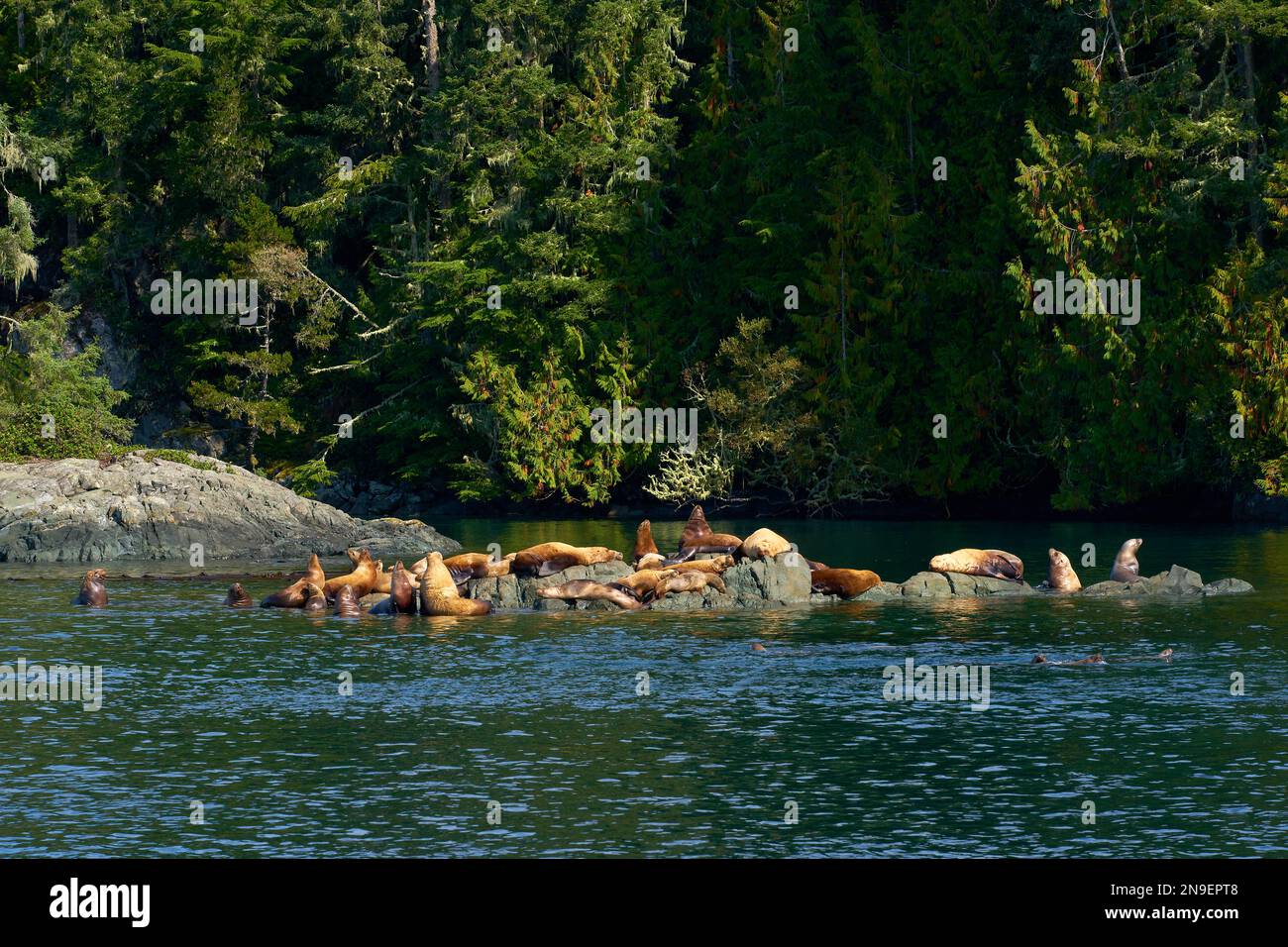 Sealions Johnstone Strait Northern Vancouver Island. Sealions basking in the sun on rocks in Johnstone Strait Brisitsh Columbia. Stock Photo