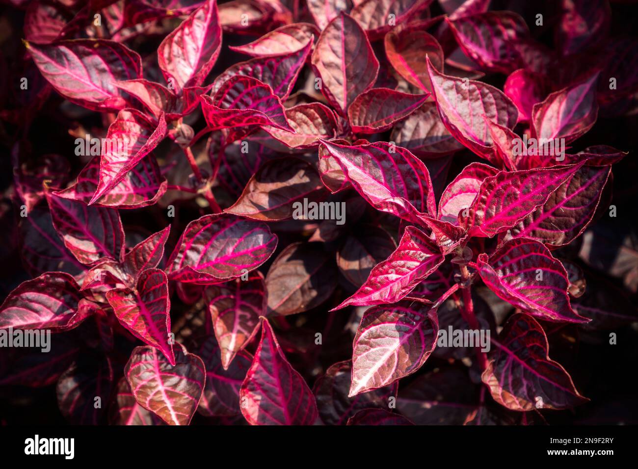 close up of red and purple leaves of iresine herbstii or bloodleaf plant in sunshine Stock Photo