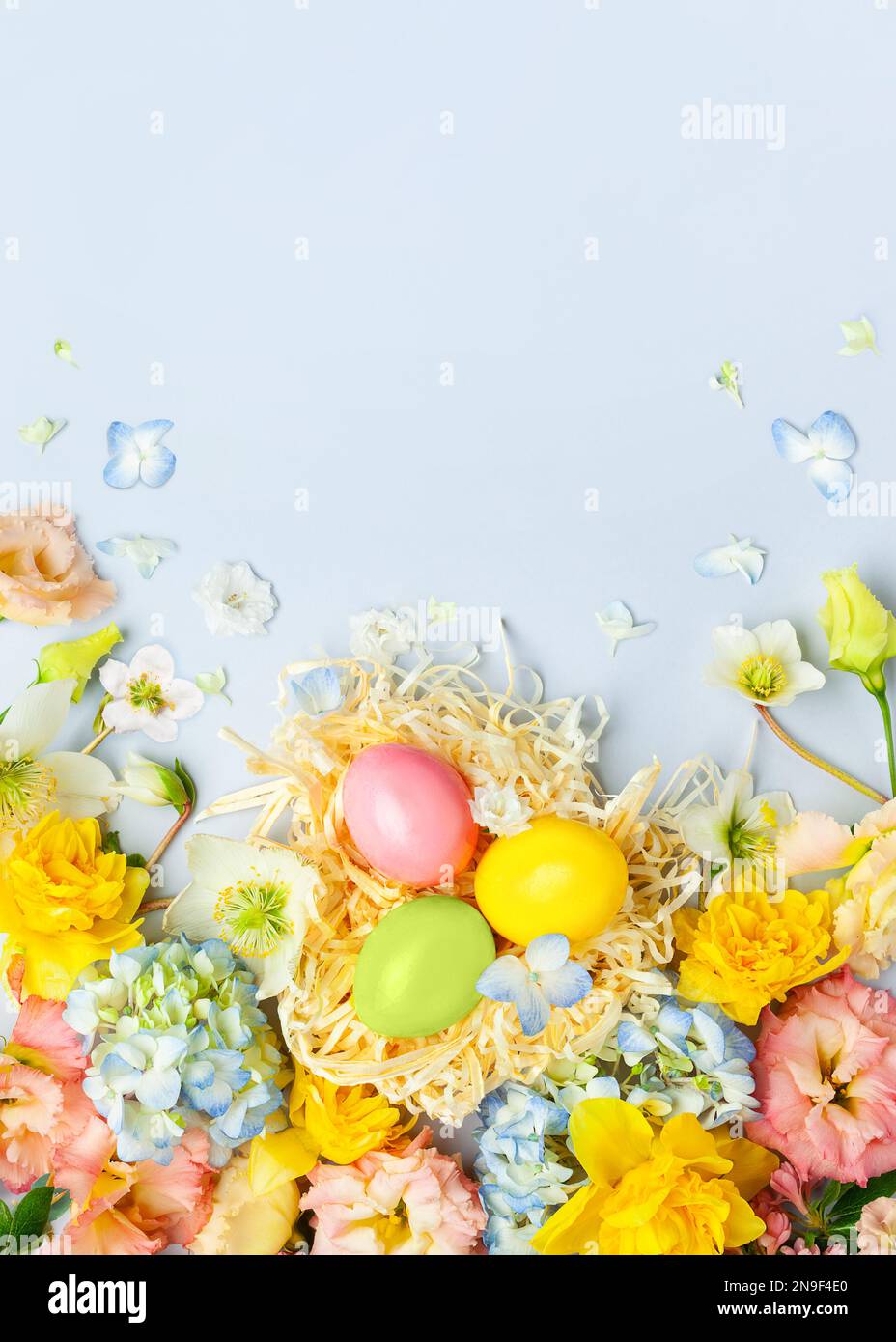 Easter composition with Spring Flowers and Easter eggs in nest on pastel blue background. Top view, copy space. Stock Photo
