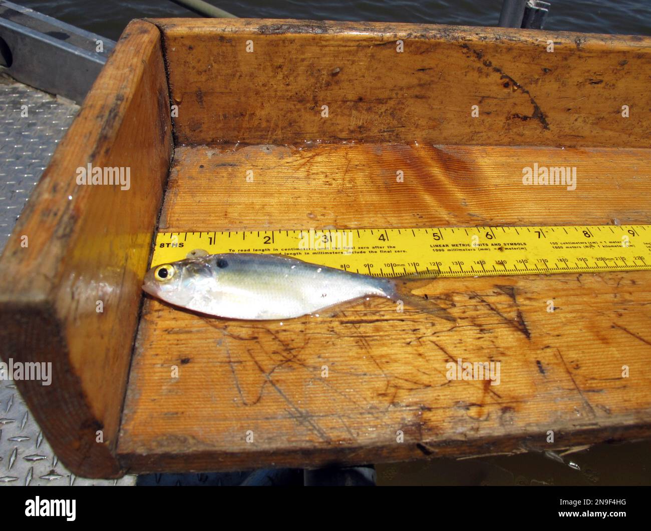 This June 13, 2012, photo shows a gizzard shad on a measuring board aboard  a research vessel from the National Great Rivers Research and Education  Center on the Mississippi River near East
