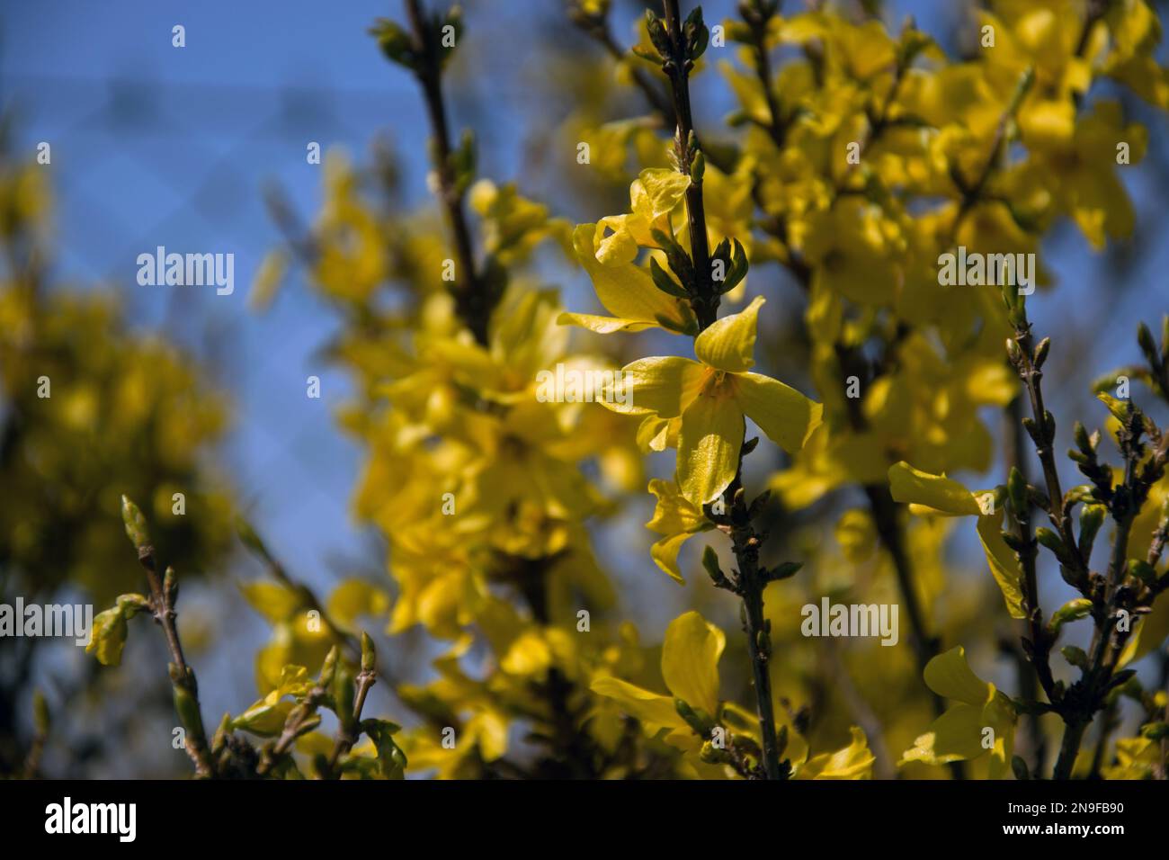 Forsythia intermedia yellow flowers and branches Stock Photo