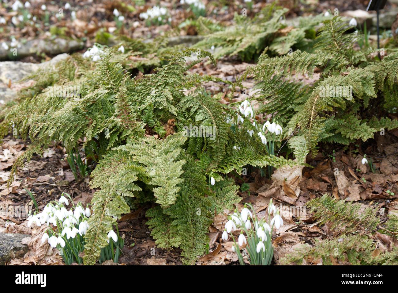 snowdrops, galanthus nivalis growing amongst evergreen fern Polystichum setiferum Plumosum Group in UK woodland February Stock Photo