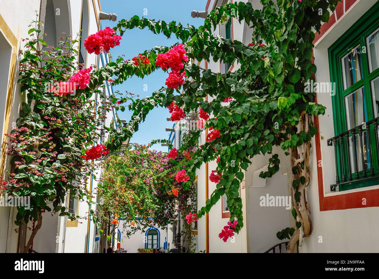 Bougainvillea spain hi-res stock photography and images - Page 20 - Alamy