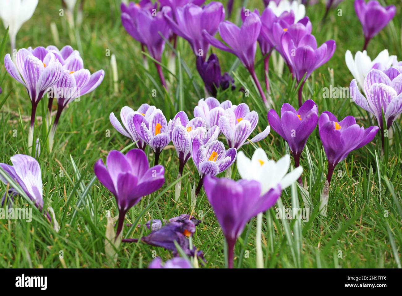 Purple and white striped flower hi-res stock photography and images - Alamy