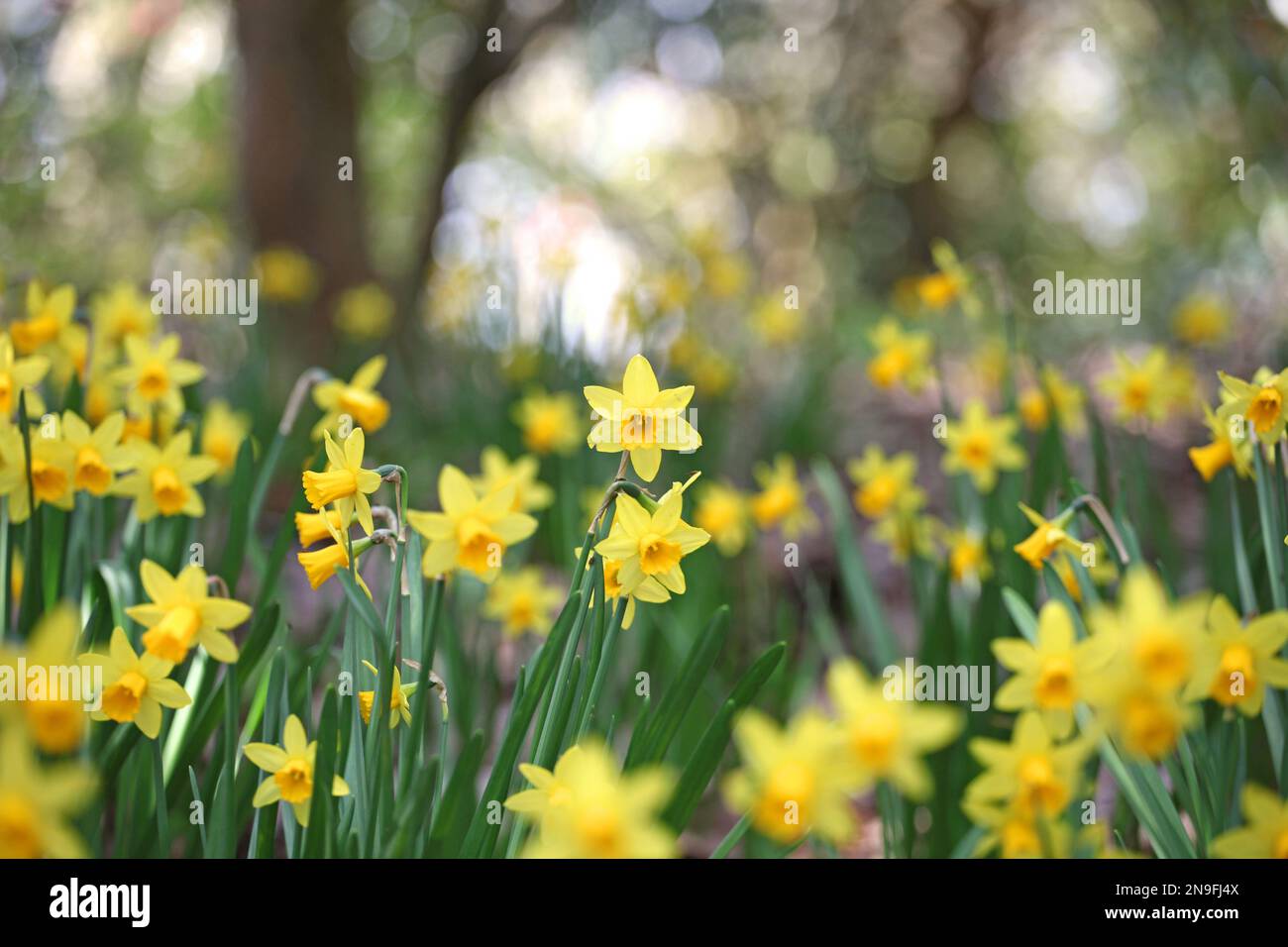 Pretty Narcissus jonquil in flower Stock Photo Alamy
