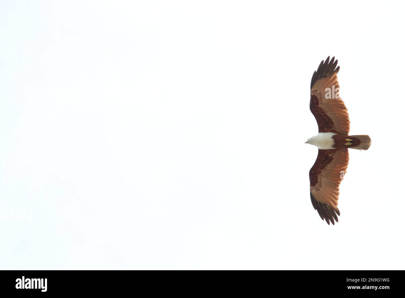 This stunning photograph captures a Brahminy kite in flight, showcasing its magnificent wingspan