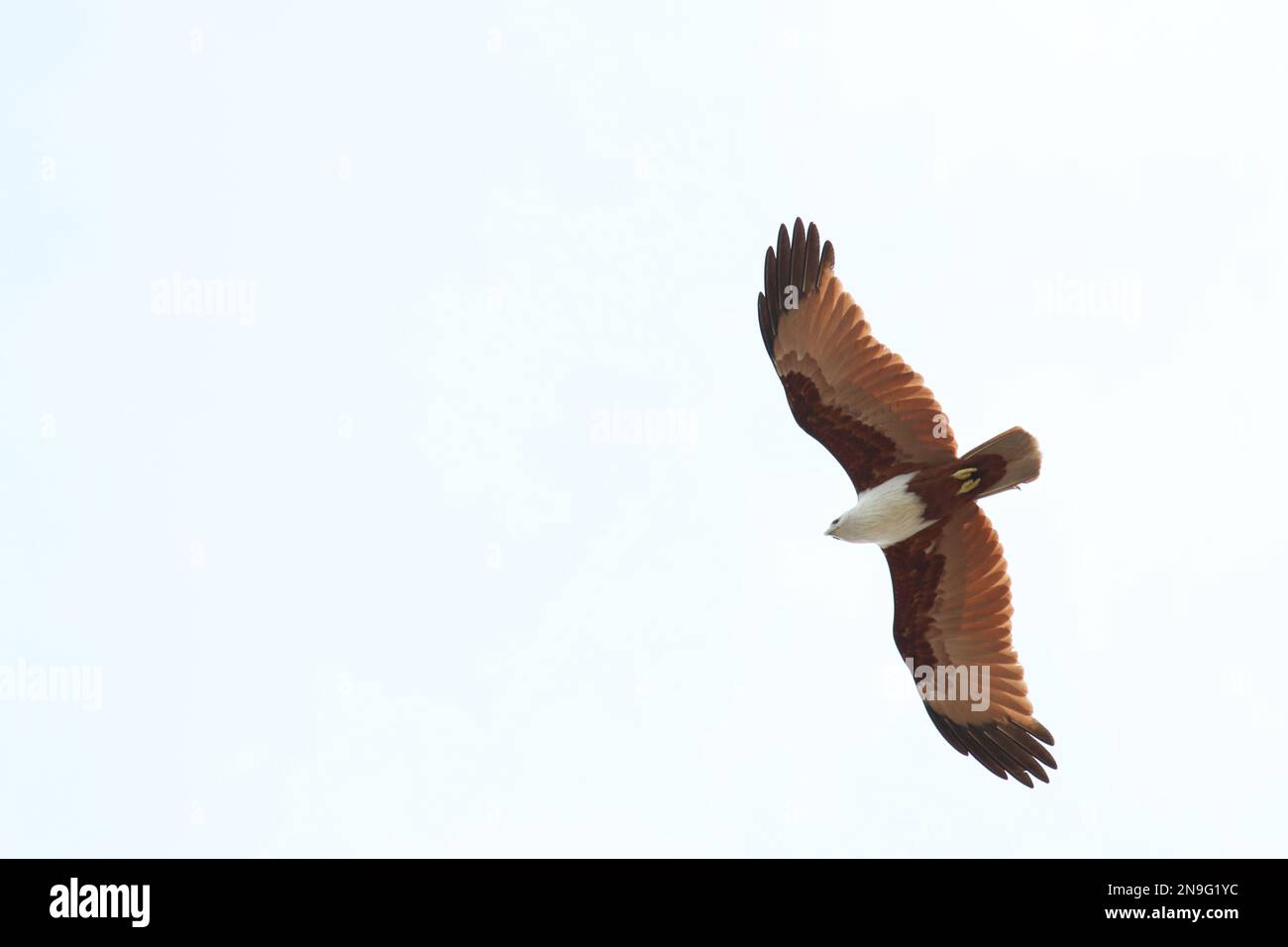 This stunning photograph captures a Brahminy kite in flight, showcasing its magnificent wingspan