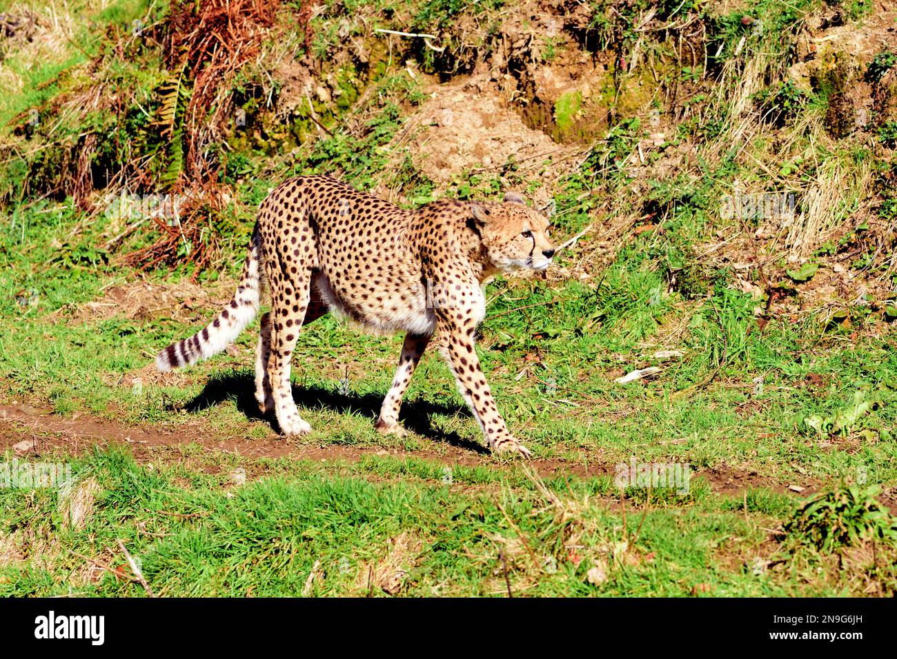 A Northeast Cheetah at Dartmoor Zoo, Devon, UK. Stock Photo