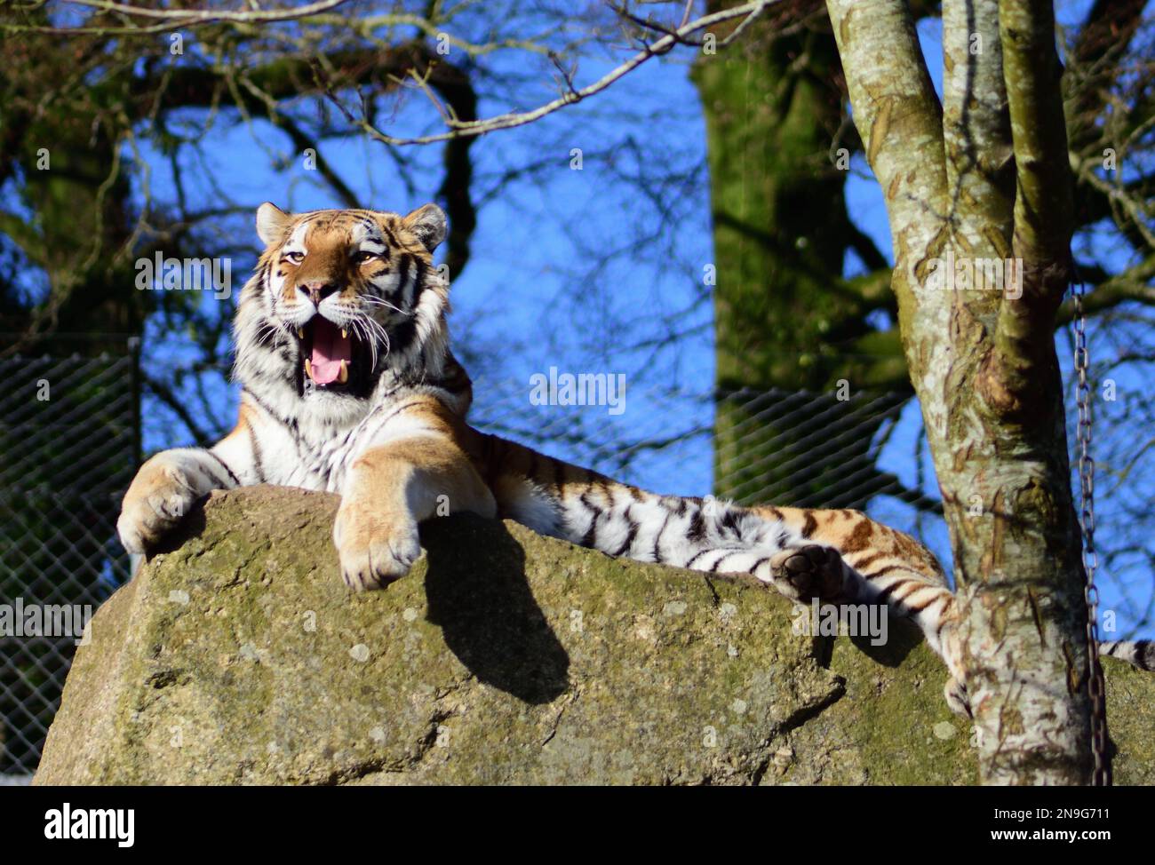 A male Amur Tiger at Dartmoor Zoo, Devon, UK. Stock Photo