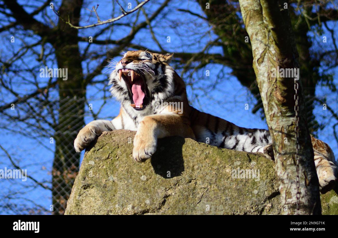 A male Amur Tiger at Dartmoor Zoo, Devon, UK Stock Photo Alamy