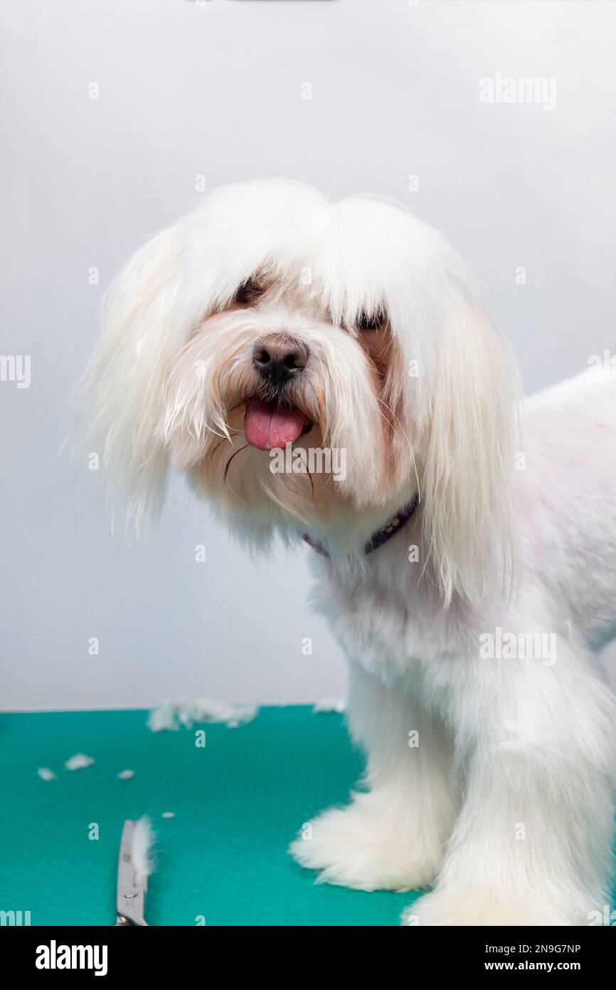 Beautiful Maltese toy dog on table in grooming salon. Portrait of adroble white dog being groomed in vet clinic. Cute doggy posing in groomer studio Stock Photo