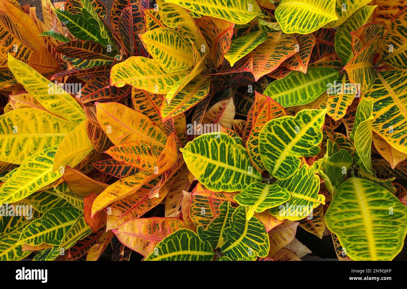 croton plant, red and orange colored croton plant leaves , Stock Photo