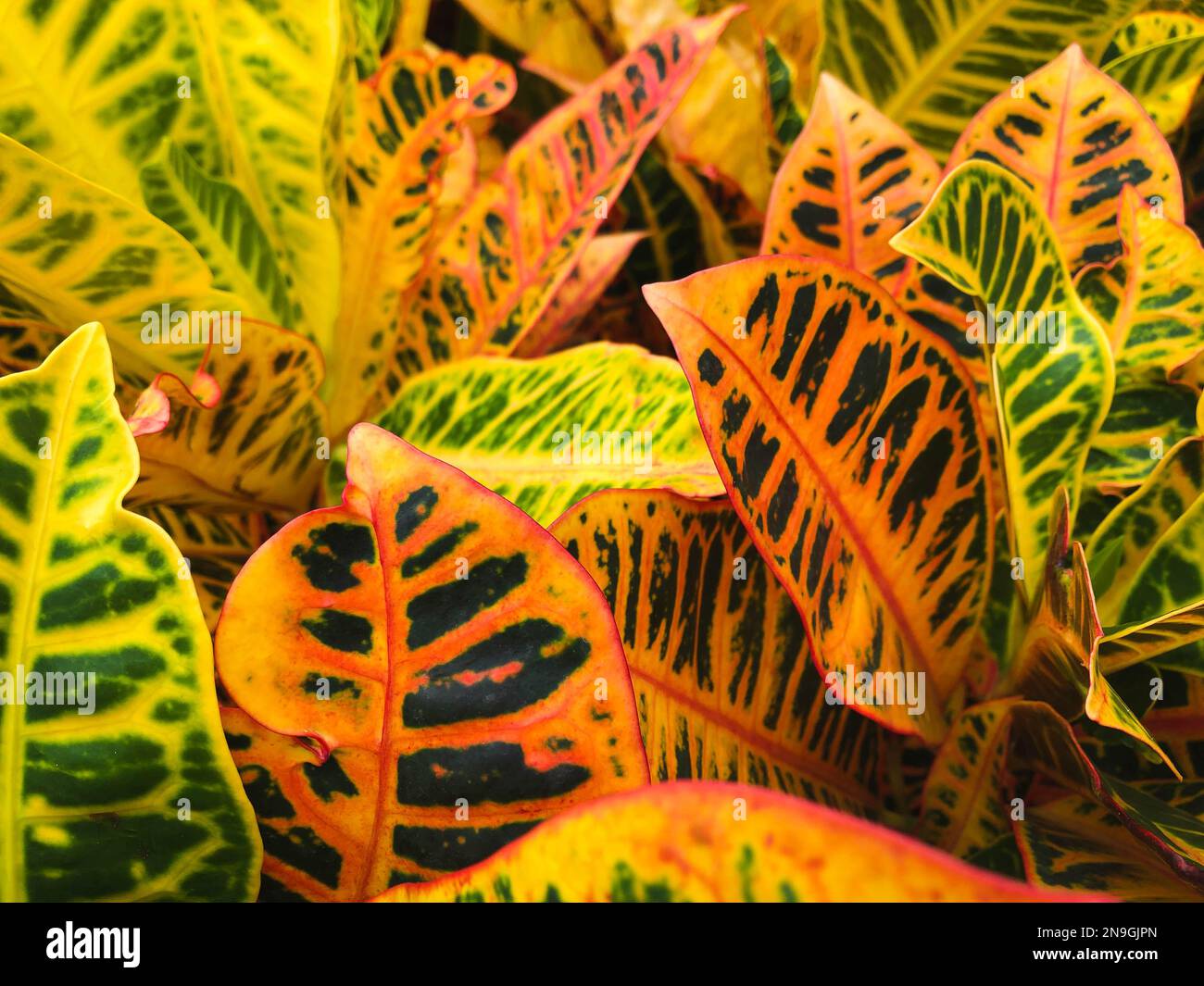 croton plant, red and orange colored croton plant leaves , Stock Photo