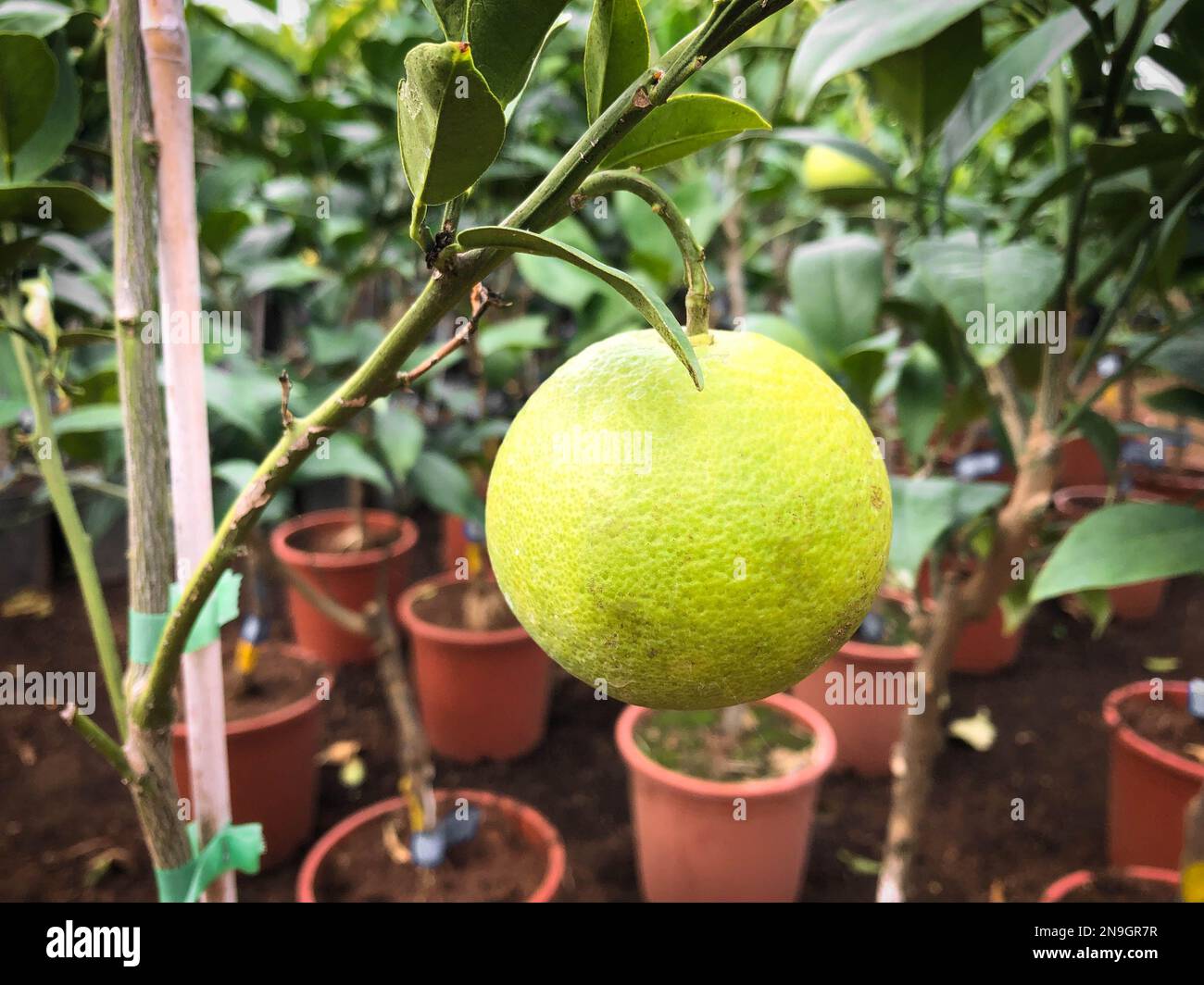 lemon fruit hanging on tree Stock Photo