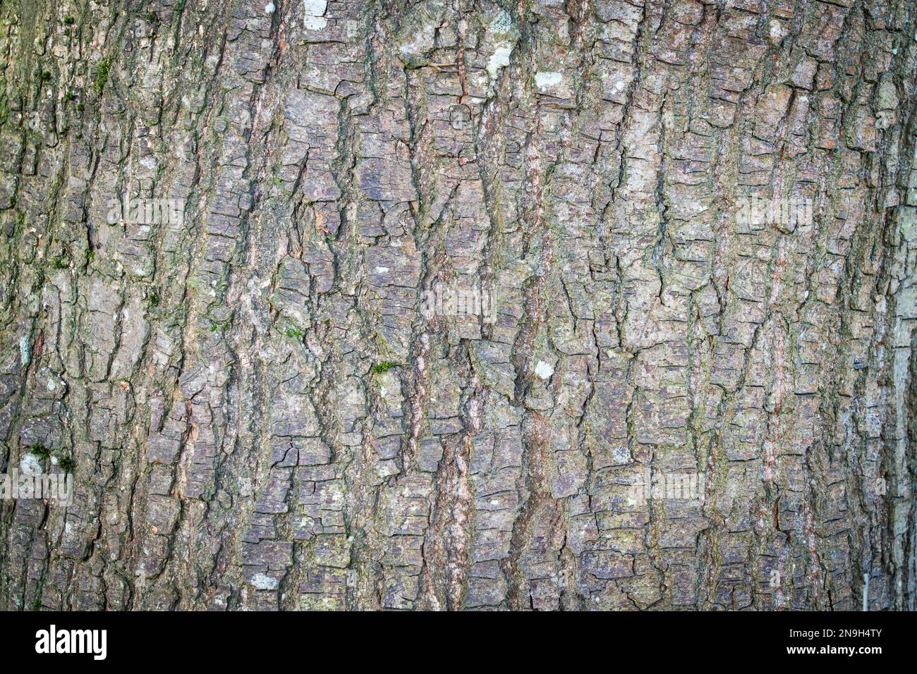 Tree bark abstract texture background pattern multi use abstract image Stock Photo