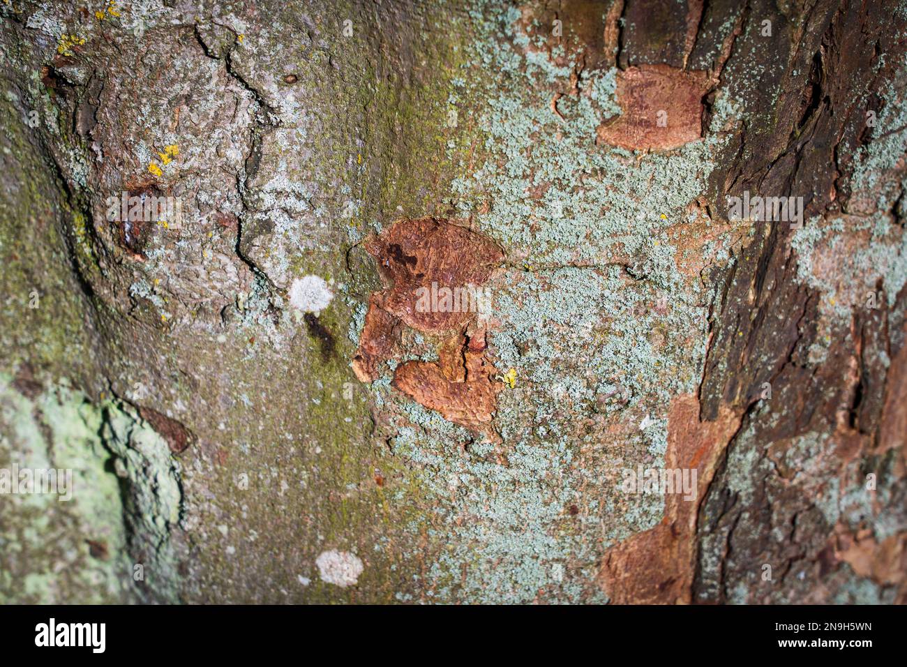Tree bark abstract texture background pattern multi use abstract image Stock Photo