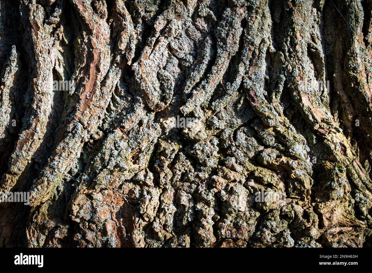 Tree bark abstract texture background pattern multi use abstract image Stock Photo