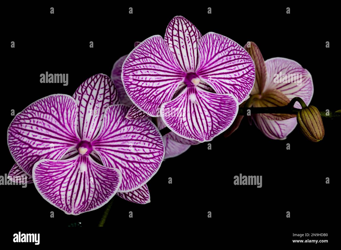 Purple-and-white striped orchids with black backdrop. Stock Photo
