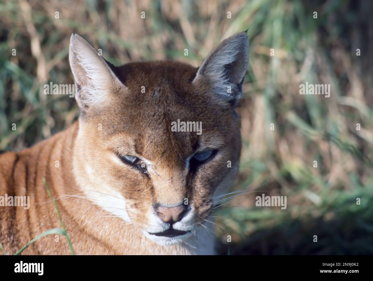 Felis aurata sale
