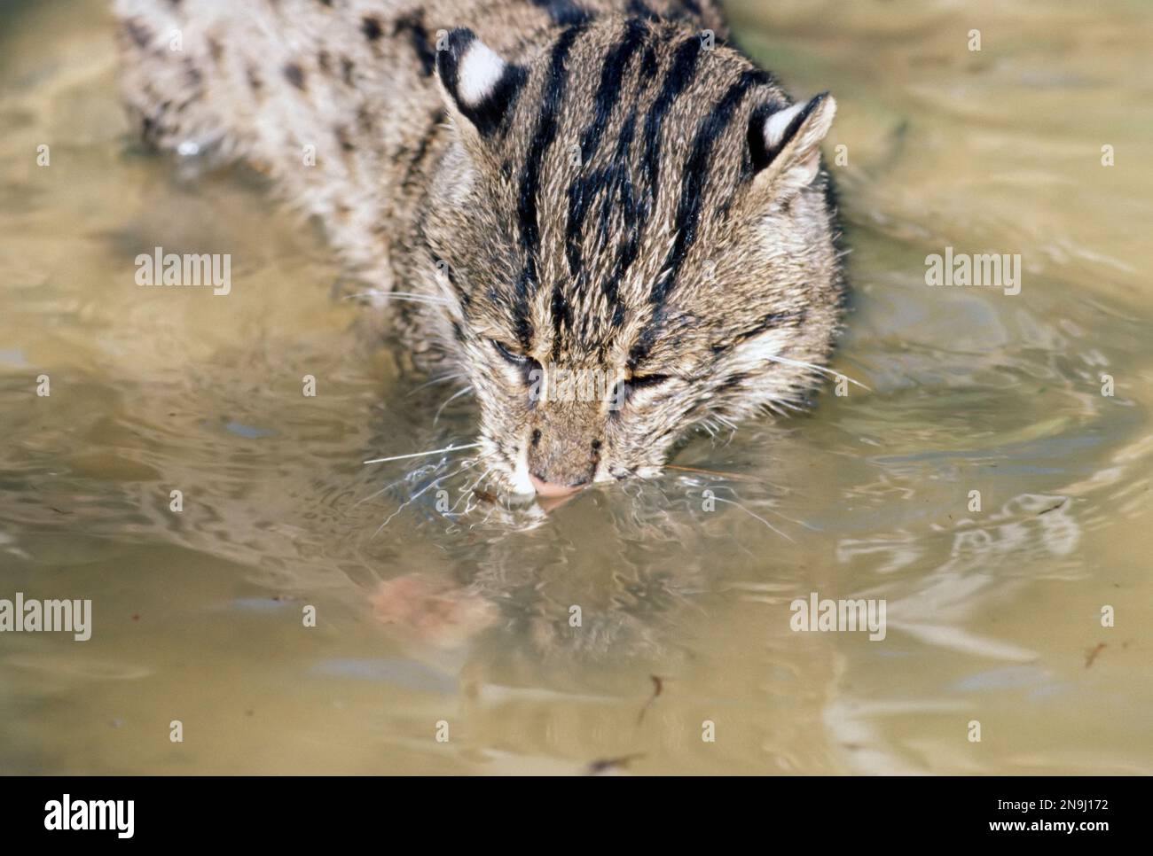 Fishing cat (Prionailurus viverrinus) swimming in water Stock Photo Alamy