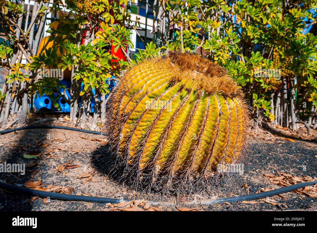 Close-up of dome shaped thorny green cactus growing on land in garden Stock  Photo - Alamy