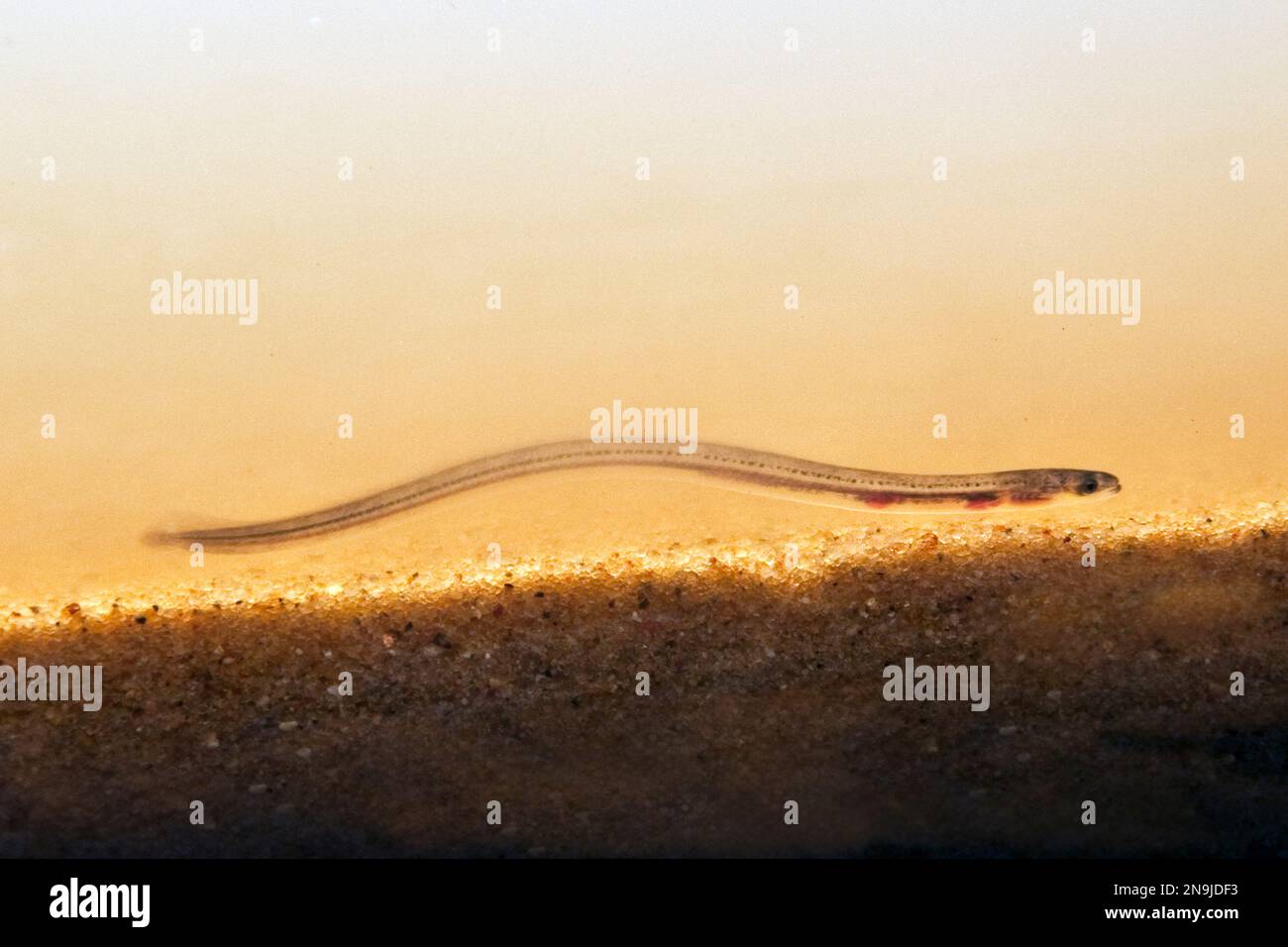 American Eel, glass eel stage Stock Photo Alamy