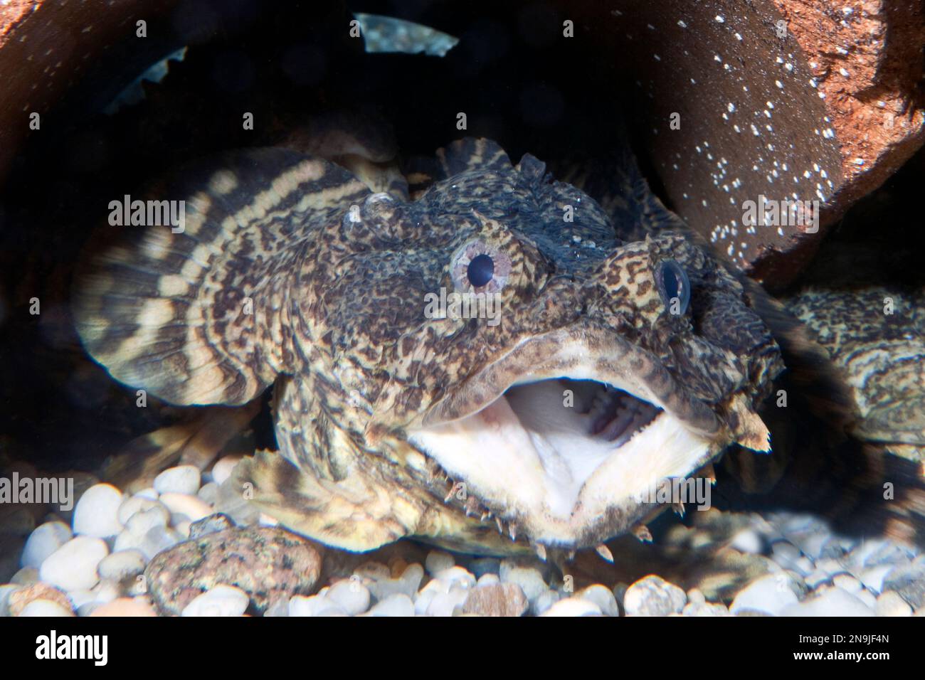 Oyster Toadfish Stock Photo