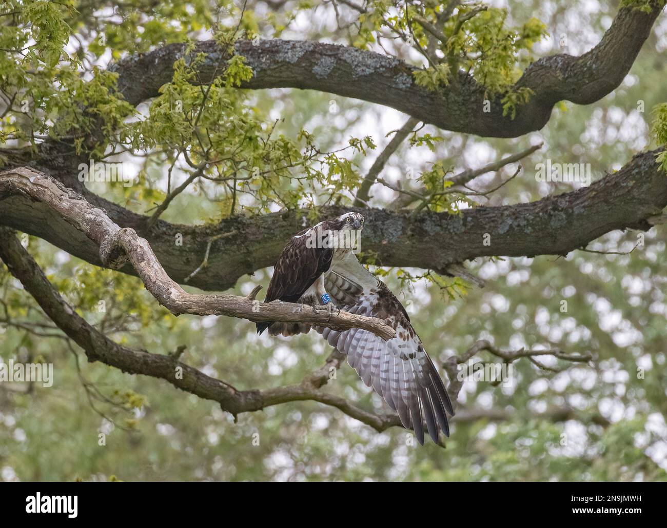 A shot of an Osprey (Pandion haliaetus) waiting and perched in  an oak tree. Stretching his wings out ready to dive for a fish  . Rutland UK Stock Photo