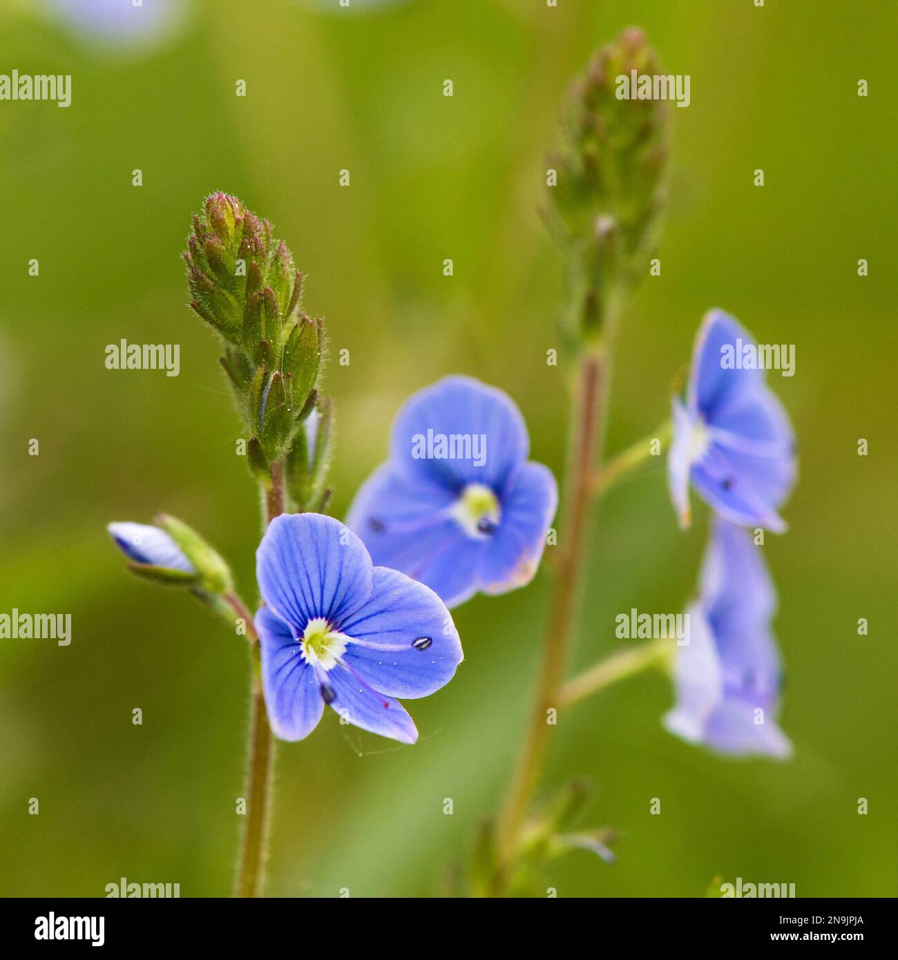 veronica officinalis blue small flower in green meadow bakground Stock Photo
