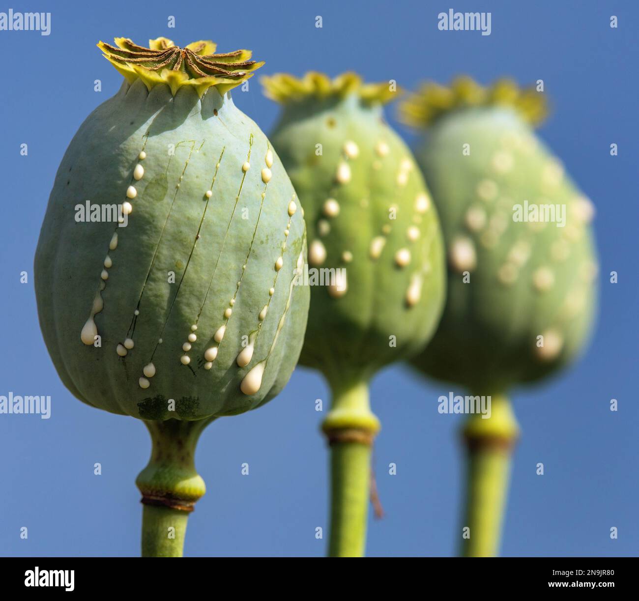 Detail of opium poppy heads, in latin papaver somniferum, immature