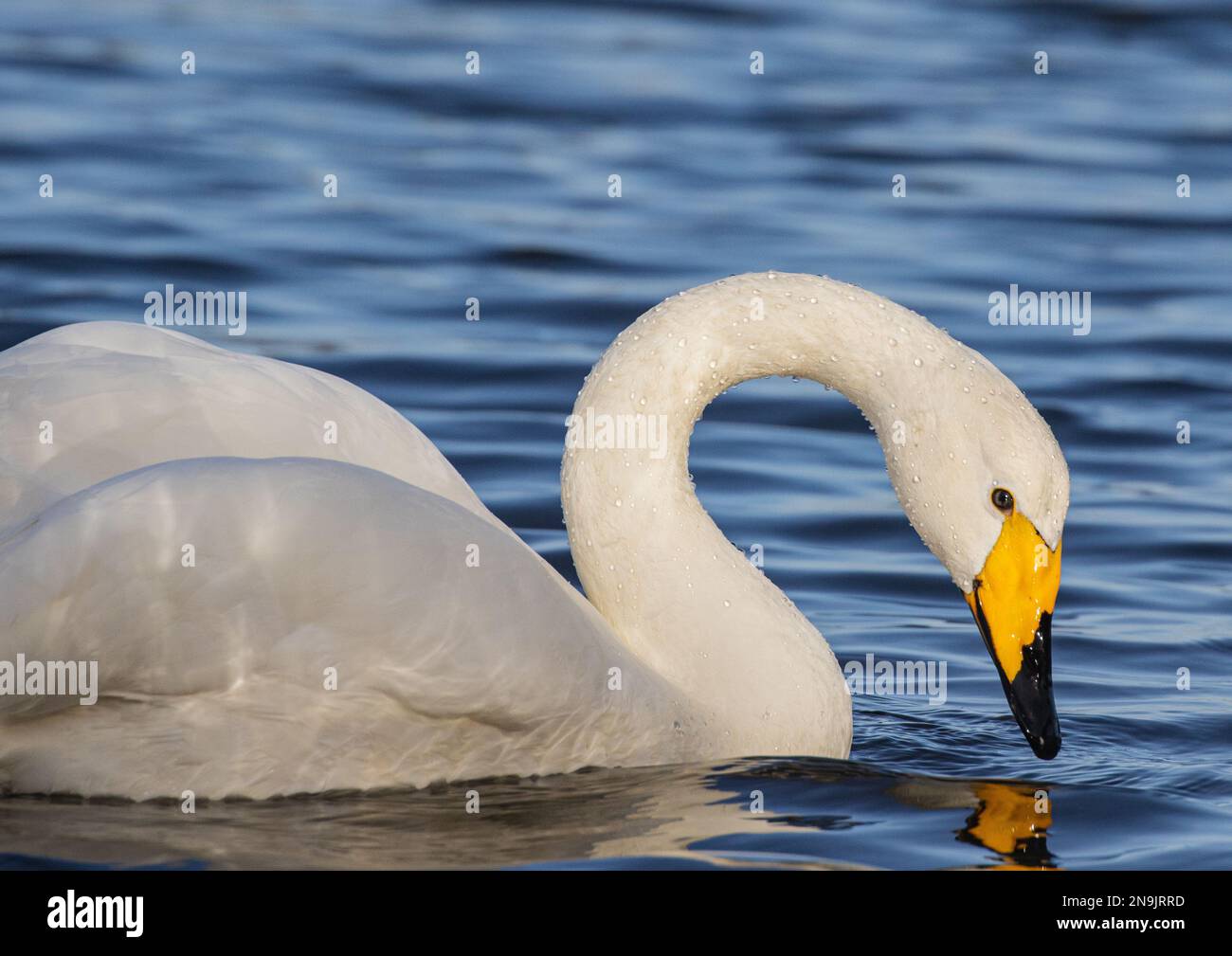 A close up head shot of a Whooper Swan (Cygnus cygnus) enabling ID against the Mute swan showing the yellow and black beak colour. Norfolk UK. Stock Photo