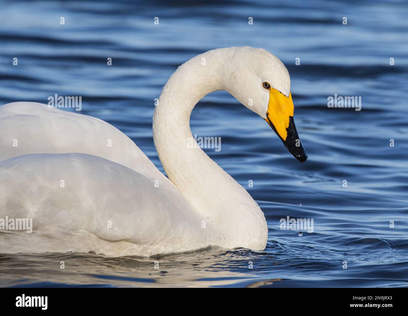 A close up head shot of a Whooper Swan (Cygnus cygnus) enabling ID against the Mute swan showing the yellow and black beak colour. Norfolk UK. Stock Photo