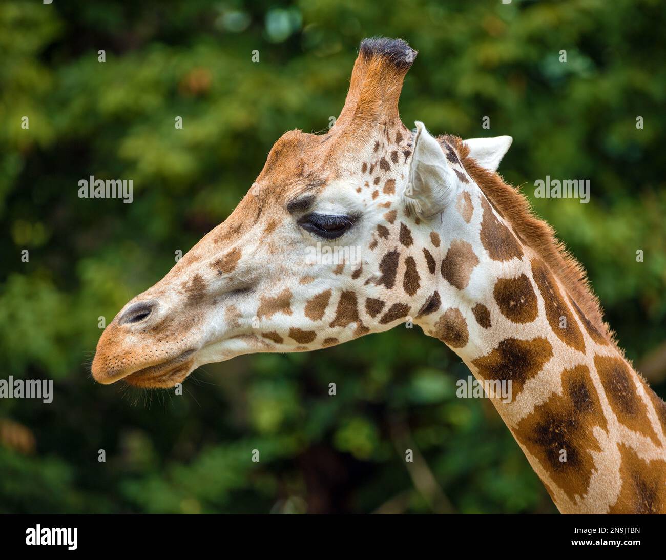 giraffe head on green background in latin Giraffa camelopardalis Stock Photo