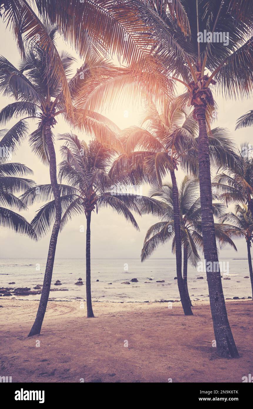 Tropical beach with coconut palm trees at sunset, color toning applied ...