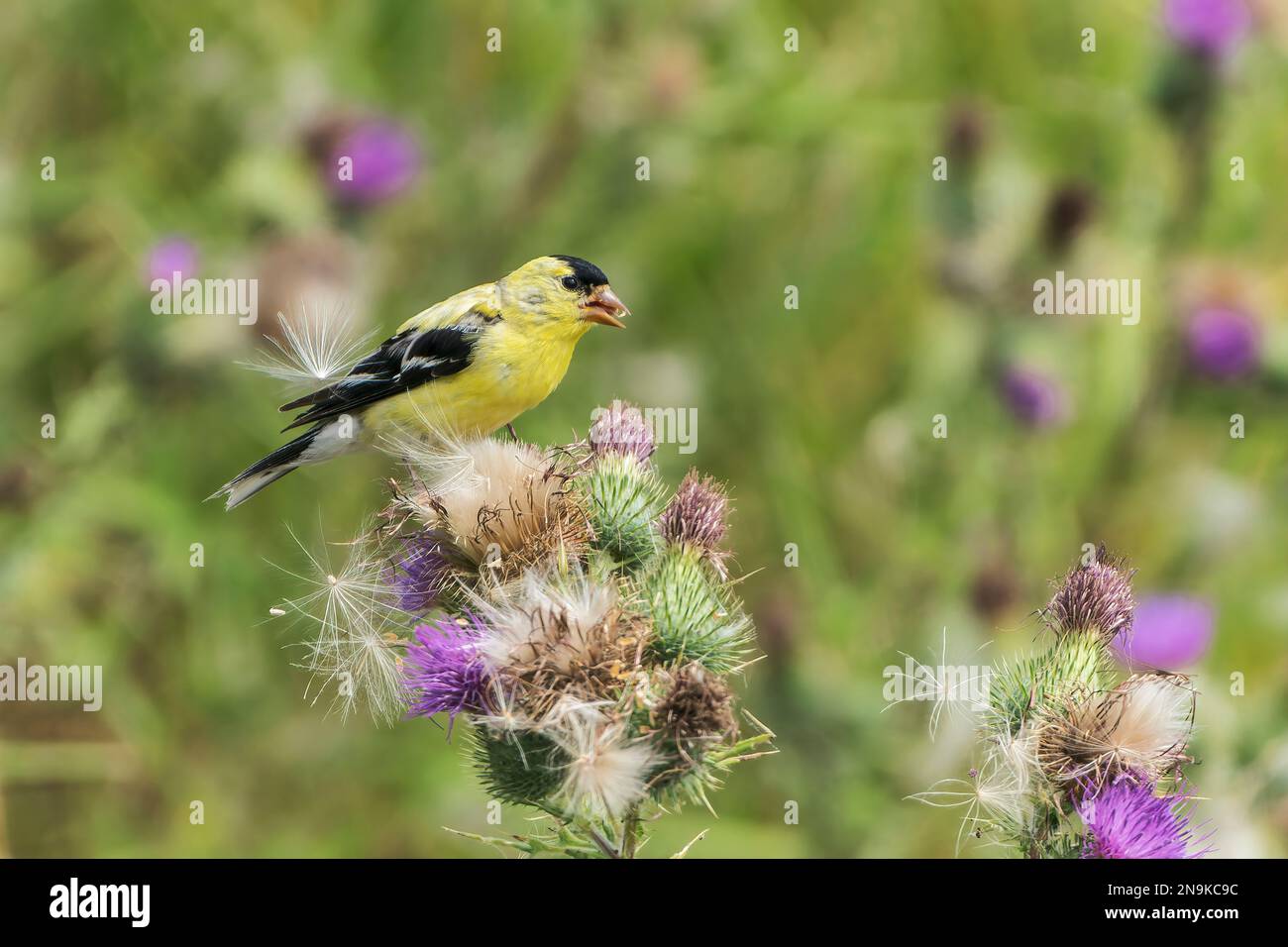 American goldfinch, Spinus tristis, single adult male feeding on thistle seeds, Vancouver Island, Canada Stock Photo